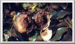 Fruits
