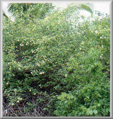 Feuilles,fleurs