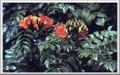 Feuilles & Fleurs