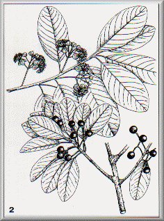 Fleurs & Fruits