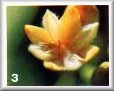 Fleurs