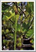 Fruits