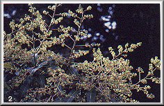 Fleurs