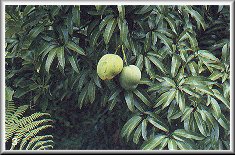 Feuilles & Fruits