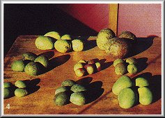 Quelques variétées de mangues