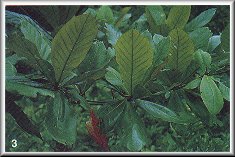 Feuilles de badamier blanc