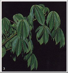 Feuiles