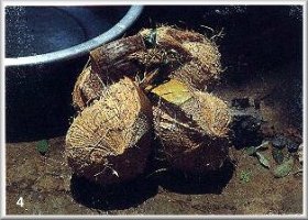 Cocos secs sur le marché